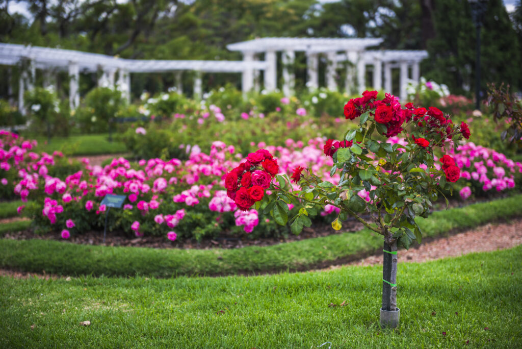 Rose Garden Walk, Palermo, Buenos Aires, Argentina, South America By MatthewWilliams-Ellis