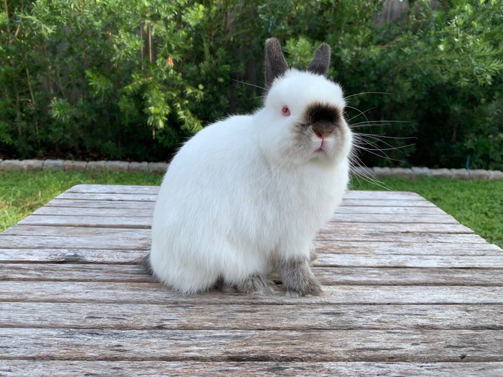 The Natural Elixir: Unveiling the Power of Rabbit Manure as Plant Fertilizer