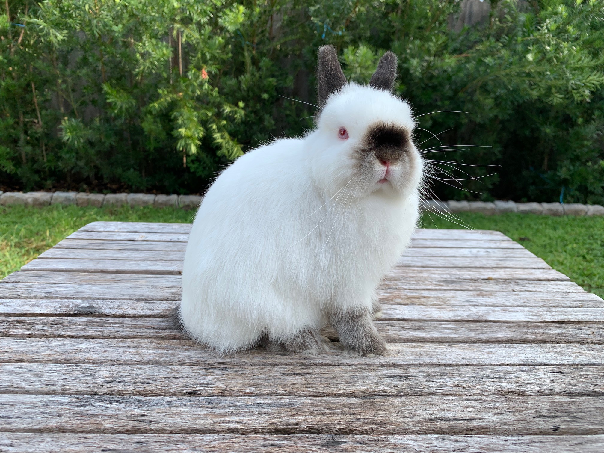 Netherland Dwarf Rabbit Breed in a Himalayan Variety