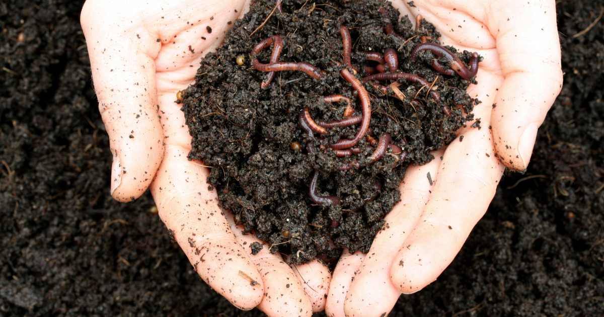 Person holding a pile of worms in their hands.