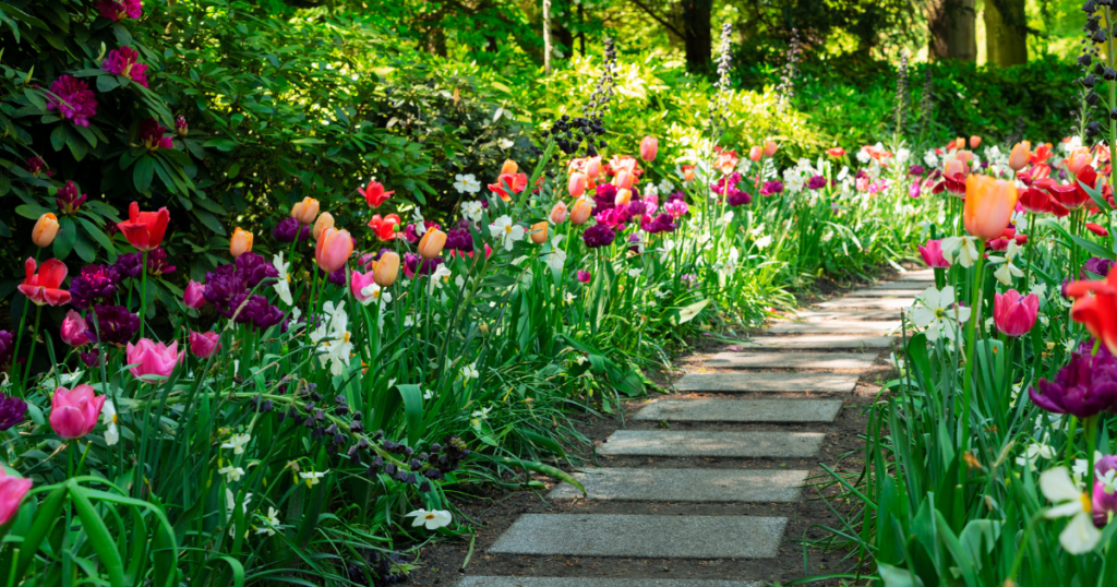 Garden pathway with beautiful tulips on each side of the path. 