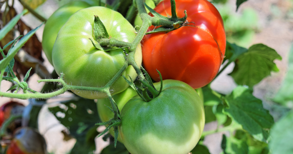 Garden grown tomatoes on the vine in the sunshine.