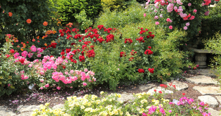 Rose Garden