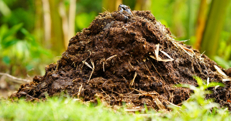 Maintaining a Vibrant Compost Pile in the Summer Heat