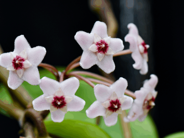 for Healthy, Thriving Hoya Plants, Use Bunnydoo Rabbit Manure
