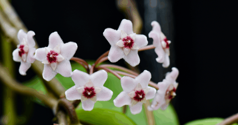 for Healthy, Thriving Hoya Plants, Use Bunnydoo Rabbit Manure